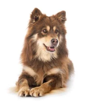Finnish Lapphund in studio Stock Photos