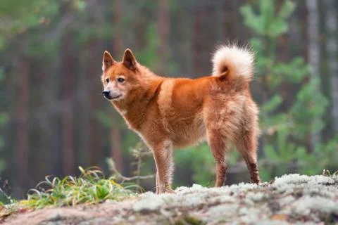 Finnish spitz on the blurred background Stock Photos