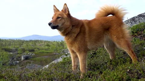 Finnish Spitz 動画素材 282359754