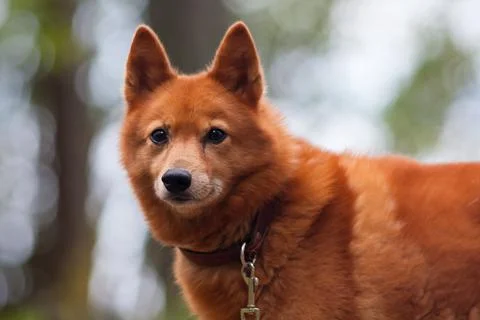 Finnish Spitz outdoors Stock Photos