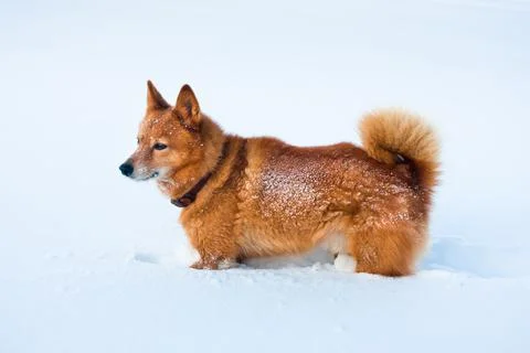 Finnish Spitz in snow Stock Photos