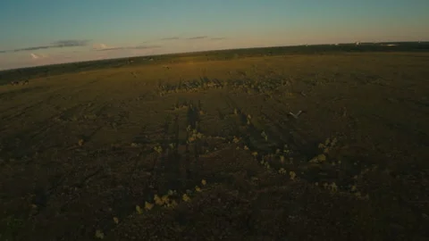 Finnish swamp Stock Footage 288156998