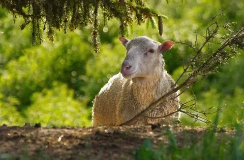 Finnsheep sheep under tree Stock Photos