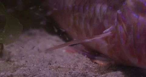 Fins Detail Of Blue Spotted Goatfish, Macro Stock-Footage 331561953