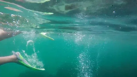 Fins Stock Footage 124728876