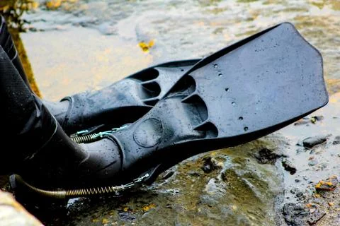 Fins on a rocky surface 库存照片