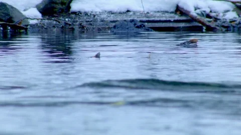 Fins spawning competing Columbia River Gorge Oregon Salmon Run 82 Stock Footage 81681583