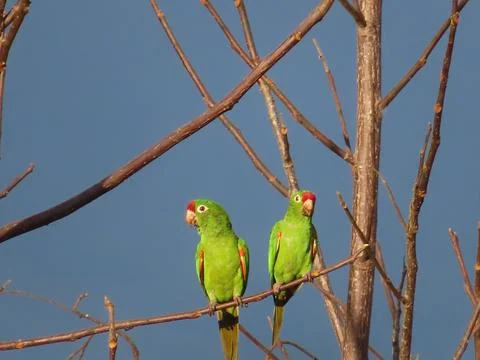 Finsch's parakeets 2 Stock Photos