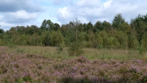 Fintlandsmoor Stock Footage 296882188