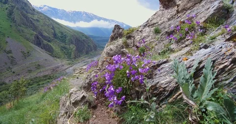 Fiolet flowers on the mountainside Stock Footage 128808553