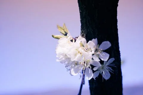 Fiore ciliegio 1 Stock Photos