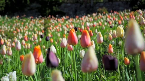 Fiori - 1 tulipani Video stock 94157782