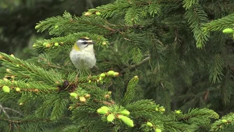 Fiorrancino (Regulus ignicapilla) Stock Footage 239778706