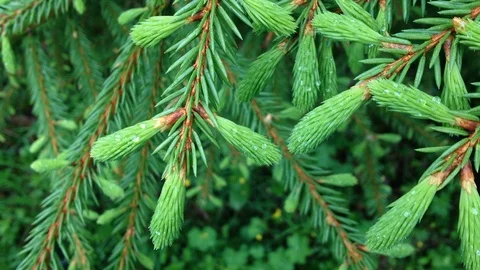 Fir 2 Vídeos de archivo 94373128