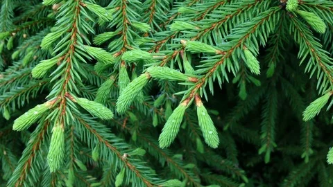 Fir 3 Vídeos de archivo 94373080