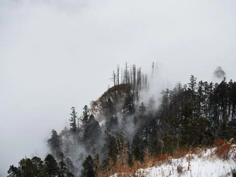 Fir and dried tree trunks on top of a hill covered with snow and shrouded in fog Stock Photos