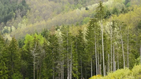 Fir and larch trees in the forests of Apennine mountains. Stock Footage 154372197