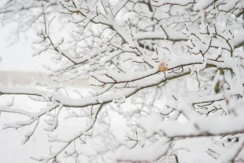 Fir and pine branches in the snow. Nature and environment Stock Photos