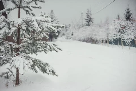 Fir and pine branches in the snow. Nature and environment Stock Photos