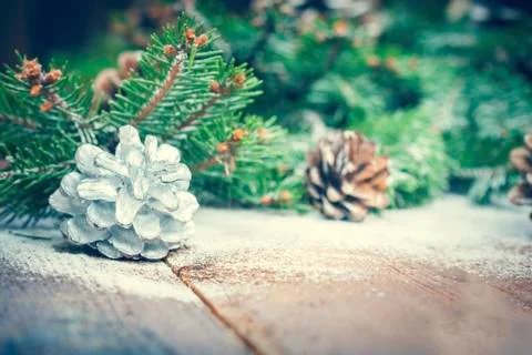 Fir and pine cone Stock Photos