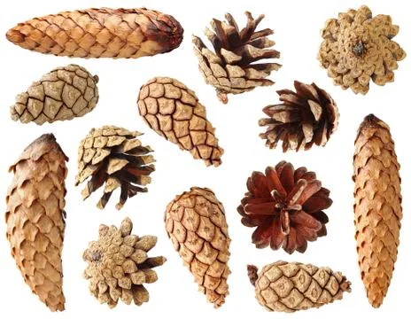 Fir and pine cones Stock Photos