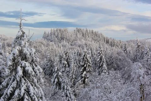 Fir and pine trees covered under the snow. Fantastic winter landscape. Stock Photos