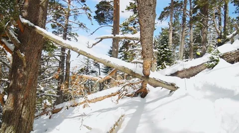 Fir and pine trees in the forest covered with snow Stock Footage 50766322