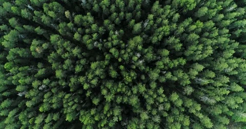 Fir and pine trees in the forest Vidéo 78812518