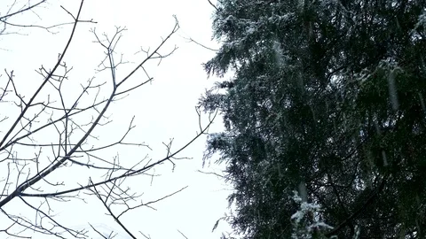 Fir and a tree view at the sky while it is snowing Stock Footage 85023089