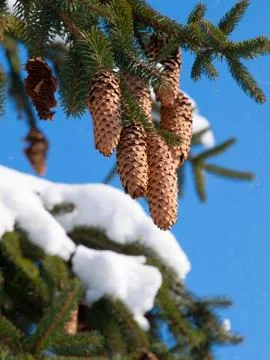 Fir apples in winter Stock Photos