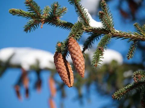 Fir apples in winter Stock-Fotos