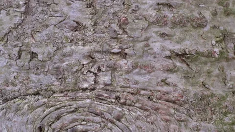 Fir bark Crane-up Stock-Footage 152831244