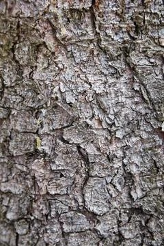 Fir bark. surface texture closeup Stock Photos