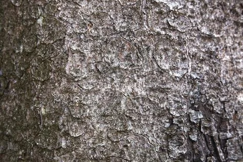Fir bark. surface texture closeup Stock Photos
