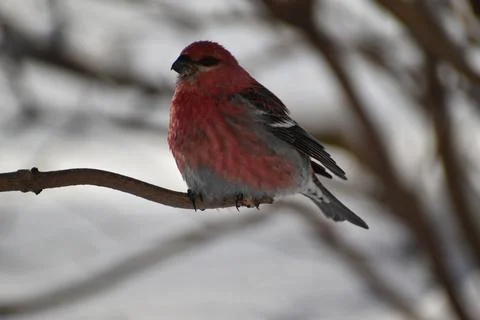 A fir beak in winter Stock Photos