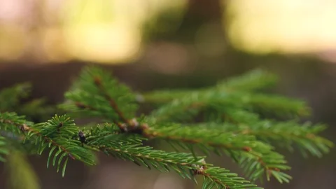 Fir branch blows in the wind Vidéo 96744363
