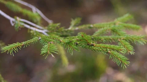 Fir branch blows in the wind Vídeo Stock 96744410