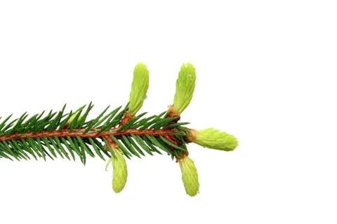 Fir branch with buds Stock Photos