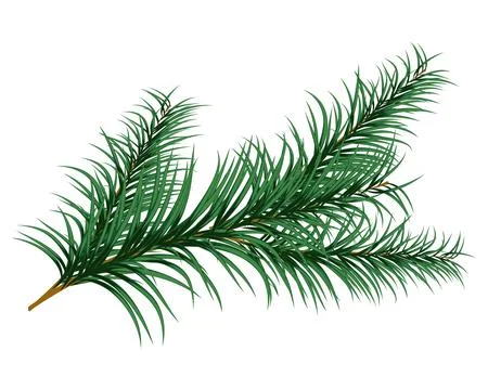 Fir Branch Christmas Element Stock Illustration