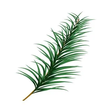Fir Branch Christmas Element Stock Illustration