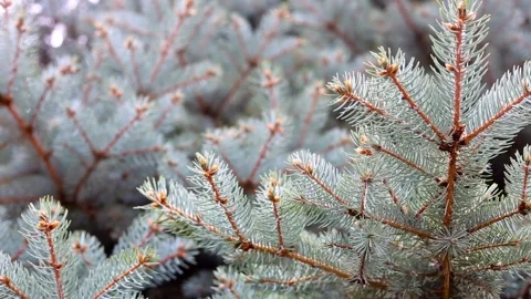 Fir branch of Christmas tree covered with snow. Nature background Stock Footage 120148099