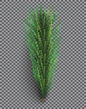 Fir Branch. Christmas Tree. Pine Sprig on Transparent Grid Background. Stock Illustration