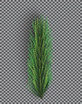 Fir Branch. Christmas Tree. Pine Sprig on Transparent Grid Background. Stock Illustration