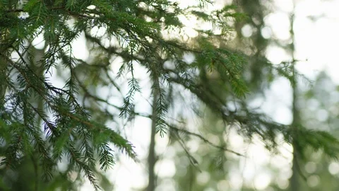 Fir branch close up Stock Footage 118830898