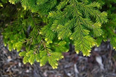 Fir branch close-up Stock Photos