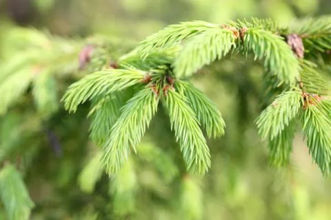 Fir branch close-up Stock Photos
