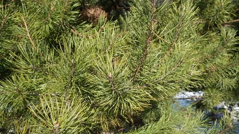 Fir branch close-up in winter Video stock 171014262