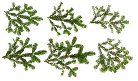 Fir branch collection Stock Photos