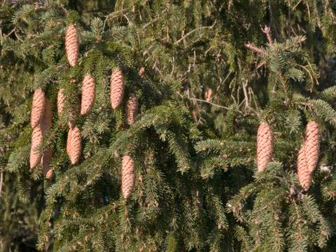 Fir branch with cones Stock Photos