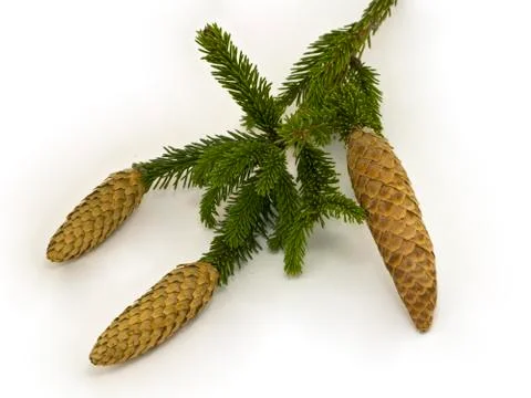 Fir branch with cones Stock Photos